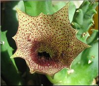 Huernia sp. Tonteldoos